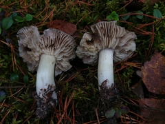 Tricholoma