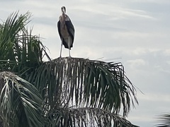 Leptoptilos crumenifer