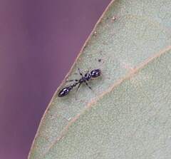 Tetraponera
