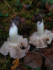 Tricholoma