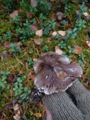 Tricholoma
