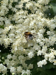 Volucella bombylans