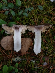Tricholoma