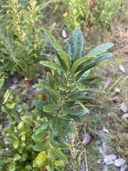 Morella caroliniensis