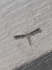 Pterophorinae