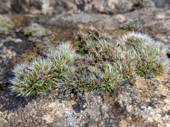 Grimmia pulvinata