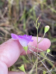 Agalinis edwardsiana