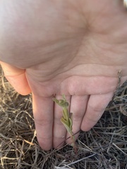 Portulaca umbraticola