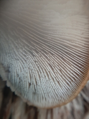 Lentinellus