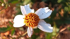 Bidens odorata