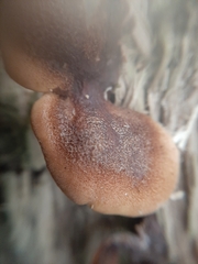 Lentinellus