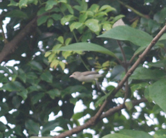 Dicaeum erythrorhynchos