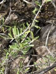 Masticophis bilineatus