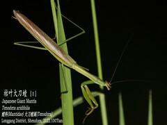 Tenodera aridifolia