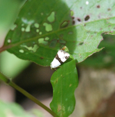 Maliattha ruptifascia