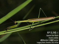 Tenodera aridifolia