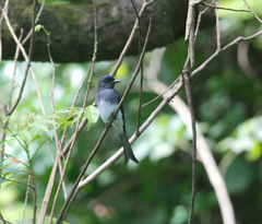 Dicrurus caerulescens