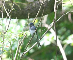 Dicrurus caerulescens