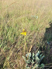 Ratibida columnifera