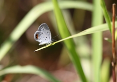 Everes lacturnus