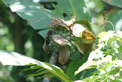 Plantaginaceae