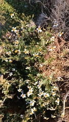 Bidens odorata