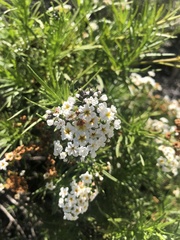 Heliotropium stenophyllum