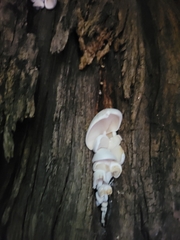 Volvariella bombycina