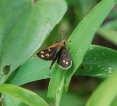 Taractrocera ceramas