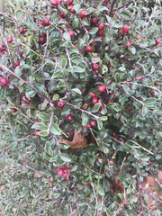 Cotoneaster divaricatus