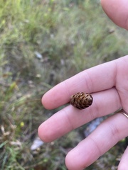 Xyris ambigua