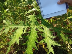 Cirsium subcoriaceum