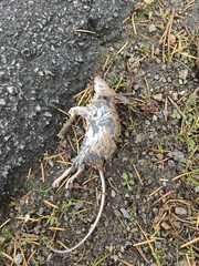 Apodemus flavicollis