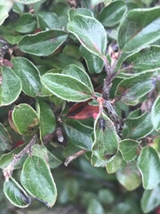 Cotoneaster divaricatus