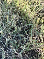 Cenchrus longispinus