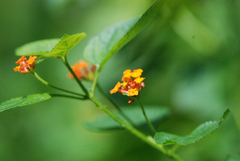 Lantana camara