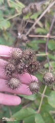 Arctium tomentosum