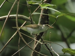 Phylloscopus coronatus