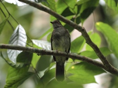 Rubigula erythropthalmos