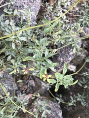 Melilotus officinalis