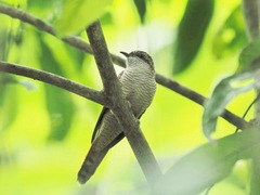 Cacomantis sonneratii