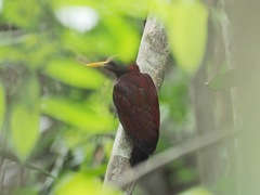 Blythipicus rubiginosus