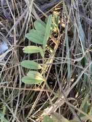 Tephrosia onobrychoides