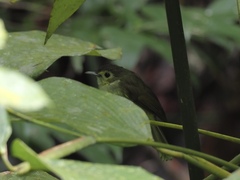Tricholestes criniger