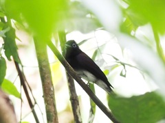 Terpsiphone atrocaudata