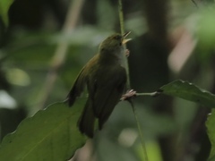 Erpornis zantholeuca