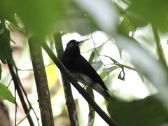 Terpsiphone atrocaudata