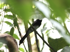 Terpsiphone atrocaudata