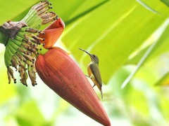 Arachnothera longirostra