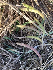 Tephrosia onobrychoides